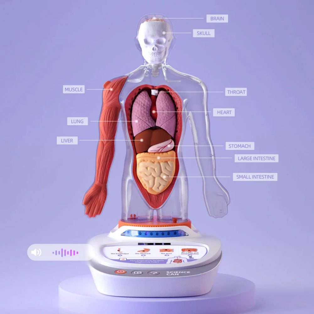 TopBright - My Body Voice Pedia Interactive Talking Anatomy Model for Kids - Image 3